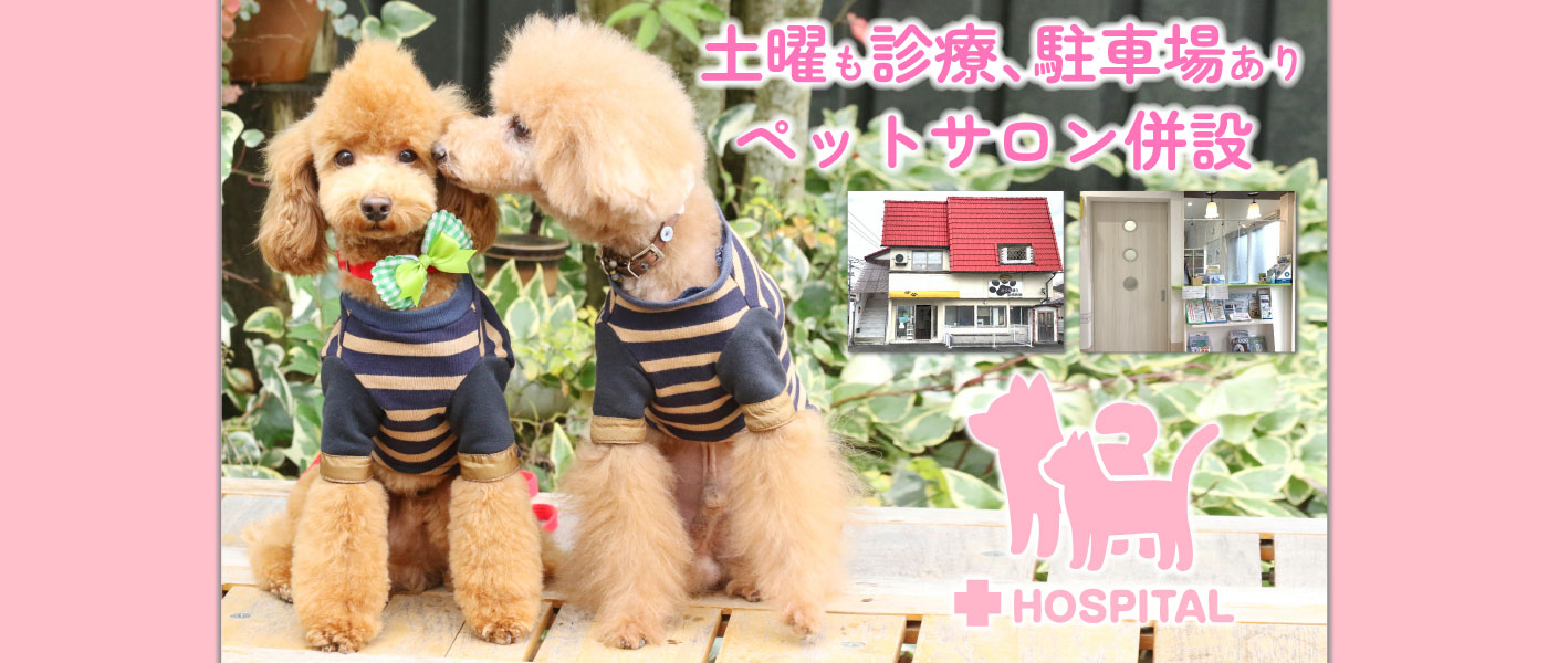 雲南市さくら通り動物病院